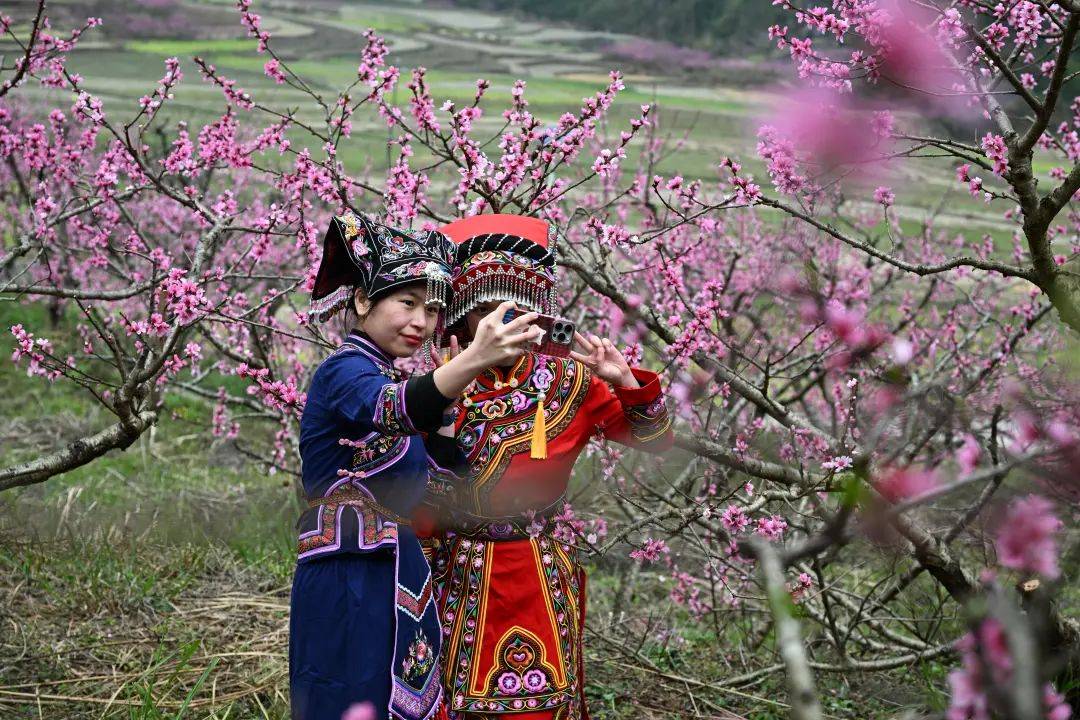 “桃”醉其中！百色田林千亩桃花盛开